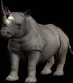 10-12 feet long, up to 5 feet high at shoulder, 1-2 tons. Two horns made up of fibrous keratin; forward horn larger—up to 28 inches. Coat color varies with soil color due to wallowing behavior. Rhino species do not differ much in color, and the popular names of black and white rhino probably arose from local soil covering the first specimens seen. 
